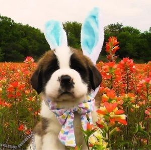 Meet your Posher, Cherish